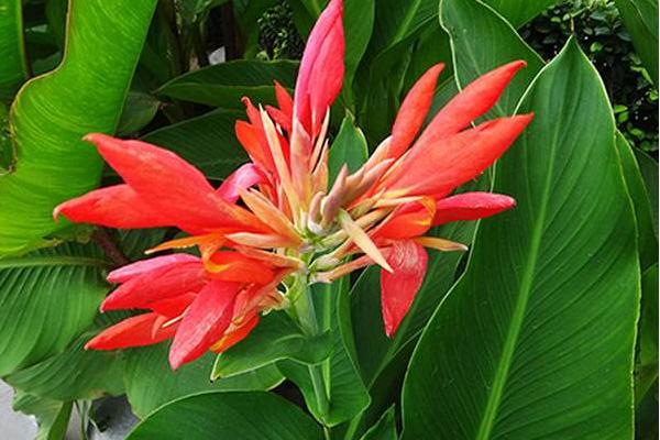 美人蕉什么時候開花 美人蕉花期是幾月