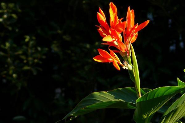 美人蕉功效與作用 美人蕉藥用價值