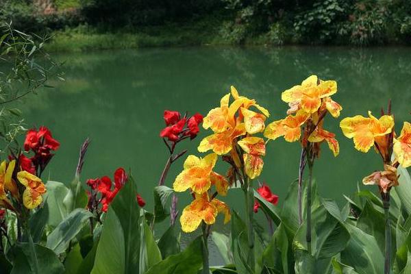 美人蕉功效與作用 美人蕉藥用價值