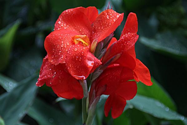 美人蕉功效與作用 美人蕉藥用價值