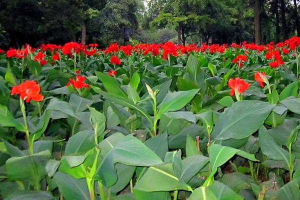 美人蕉功效與作用 美人蕉藥用價值