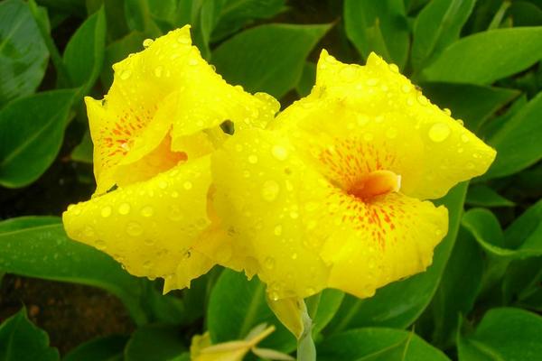 美人蕉功效與作用 美人蕉藥用價值