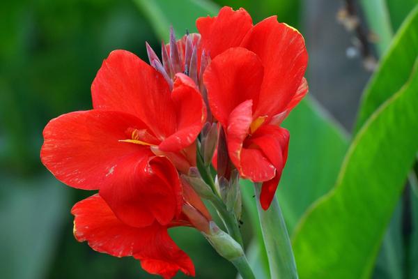 美人蕉功效與作用 美人蕉藥用價值