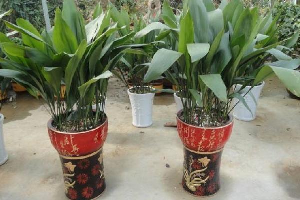 家庭養(yǎng)一葉蘭好嗎 養(yǎng)一葉蘭對風(fēng)水的作用(擺放位置)