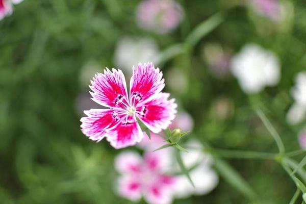 石竹花圖片大全 石竹花花語及寓意