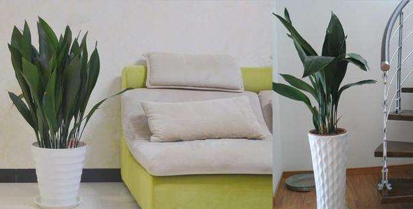 家庭養(yǎng)一葉蘭好嗎 養(yǎng)一葉蘭對風(fēng)水的作用(擺放位置)