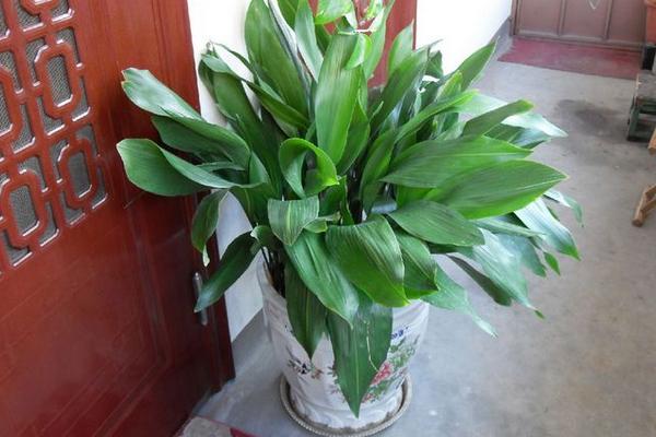 家庭養(yǎng)一葉蘭好嗎 養(yǎng)一葉蘭對風(fēng)水的作用(擺放位置)