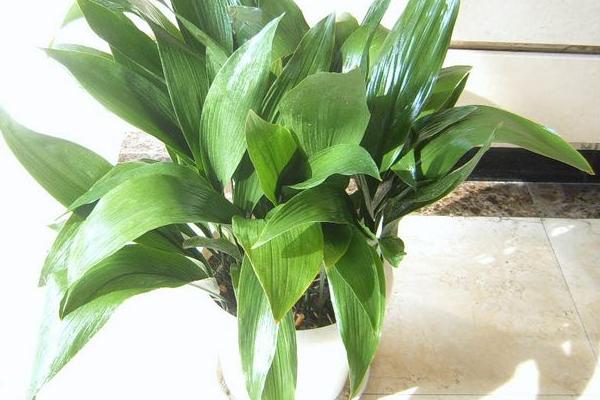 家庭養(yǎng)一葉蘭好嗎 養(yǎng)一葉蘭對風(fēng)水的作用(擺放位置)