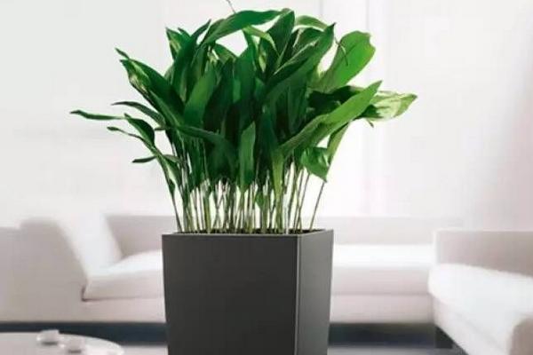 家庭養(yǎng)一葉蘭好嗎 養(yǎng)一葉蘭對風(fēng)水的作用(擺放位置)