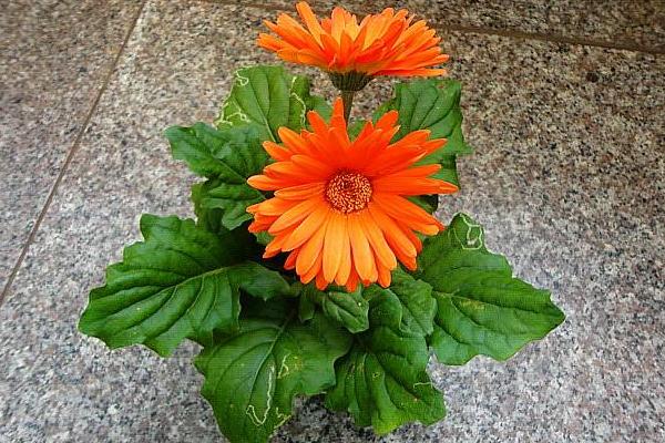 非洲菊怎么養 非洲菊養殖方法與注意事項