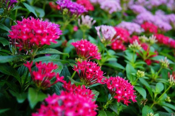 繁星花圖片大全 繁星花花語及寓意