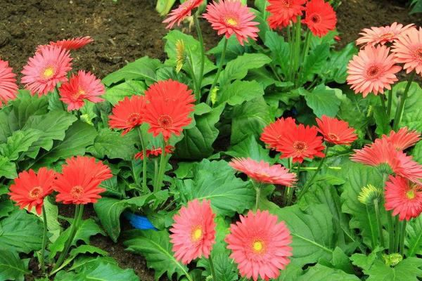 非洲菊種子怎么發芽 非洲菊種子種植方法與注意事項