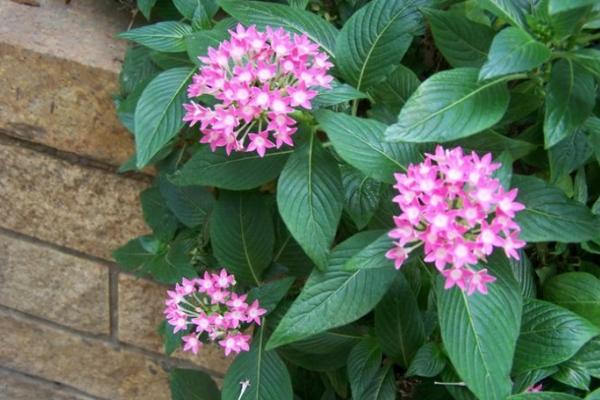 繁星花圖片大全 繁星花花語及寓意