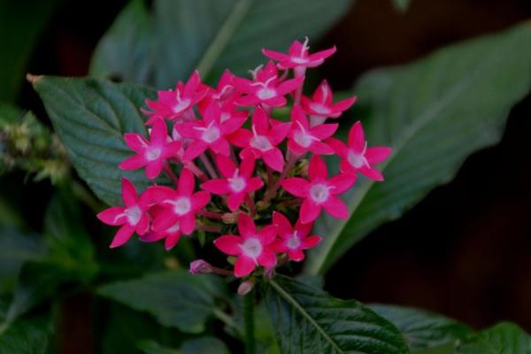 繁星花圖片大全 繁星花花語及寓意