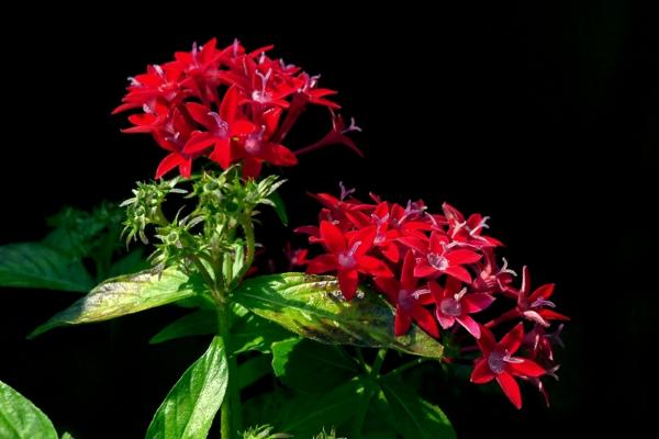 繁星花圖片大全 繁星花花語及寓意