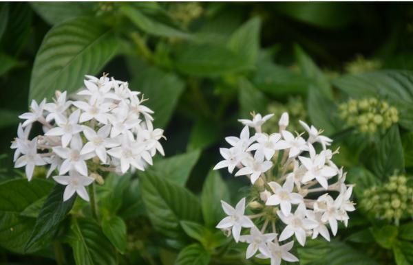 繁星花圖片大全 繁星花花語及寓意