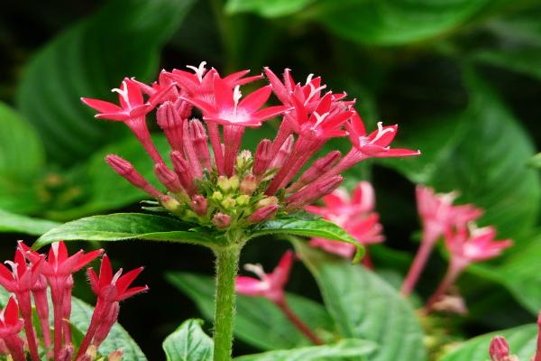 繁星花圖片大全 繁星花花語及寓意
