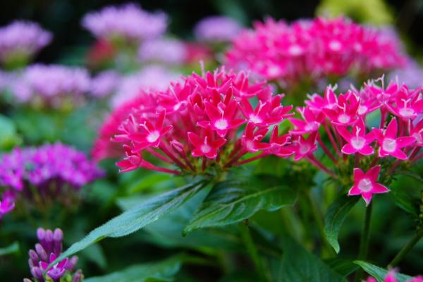 繁星花圖片大全 繁星花花語及寓意