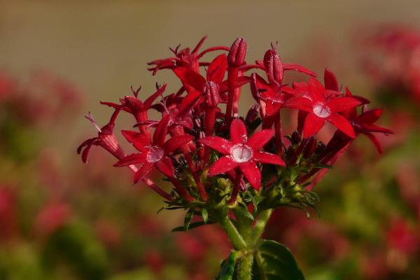 繁星花圖片大全 繁星花花語及寓意