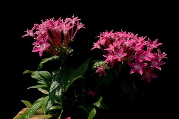 繁星花圖片大全 繁星花花語及寓意