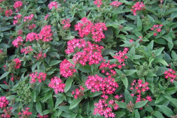 繁星花圖片大全 繁星花花語及寓意