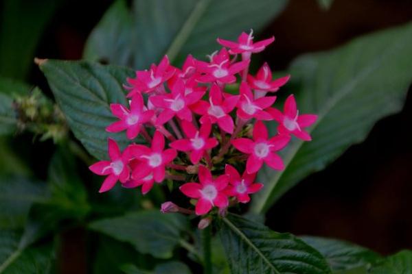 繁星花有毒嗎 繁星花能放在室內臥室嗎