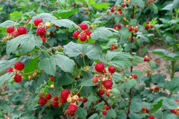 覆盤子市場(chǎng)價(jià)格多少錢一斤 覆盆子是什么水果