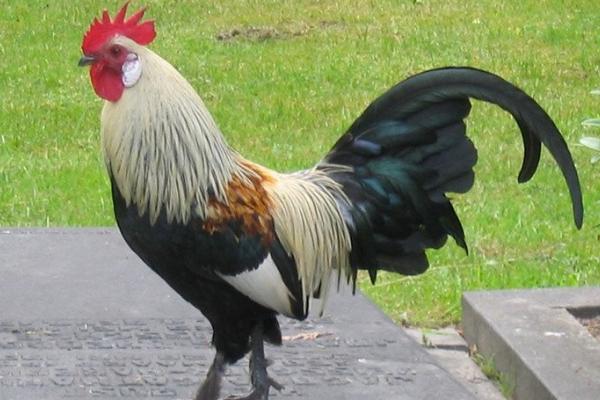 公雞是怎么叫的 怎么讓公雞早上不叫