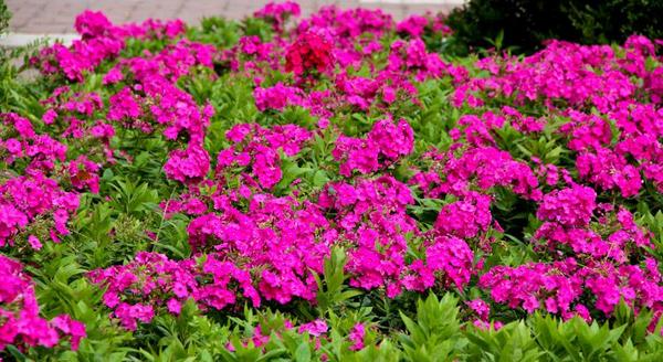 福祿考怎么種 福祿考種植方法與注意事項(xiàng)