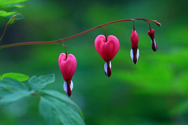 荷包牡丹市場價(jià)格多少錢一棵 荷包牡丹對人體有害嗎