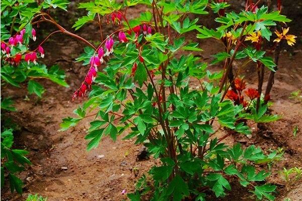 荷包牡丹市場價格多少錢一棵 荷包牡丹對人體有害嗎