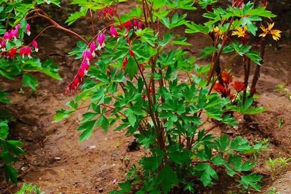 荷包牡丹市場價格多少錢一棵 荷包牡丹對人體有害嗎