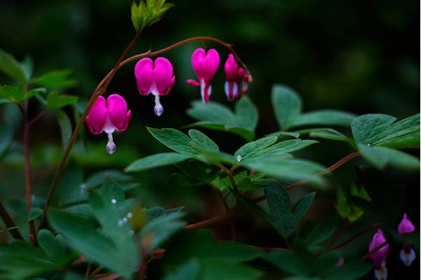 荷包牡丹市場價格多少錢一棵 荷包牡丹對人體有害嗎