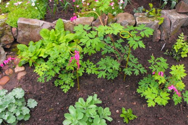 荷包牡丹市場價格多少錢一棵 荷包牡丹對人體有害嗎