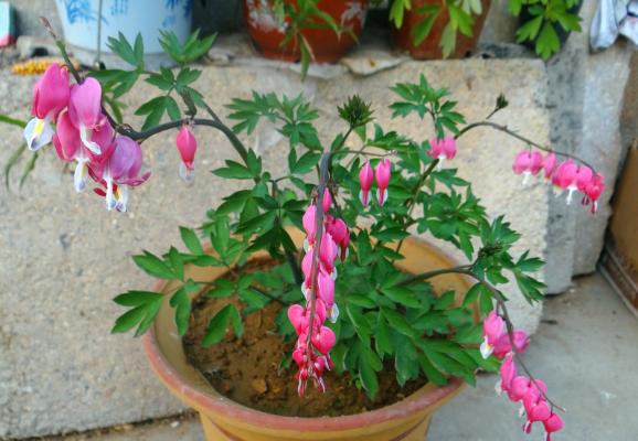 荷包牡丹市場價格多少錢一棵 荷包牡丹對人體有害嗎