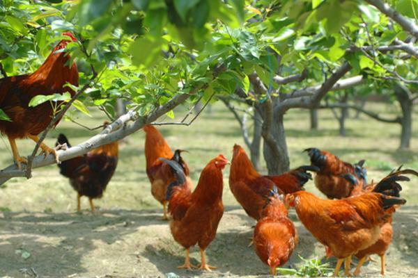 養雞喂什么好 養雞飼料怎么搭配雞長得快