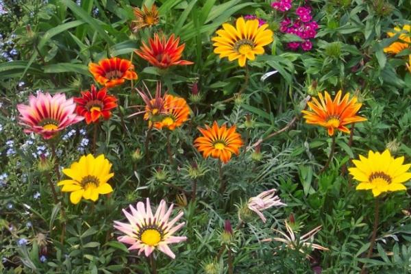 勛章花怎么種 勛章花種植方法與注意事項(xiàng)