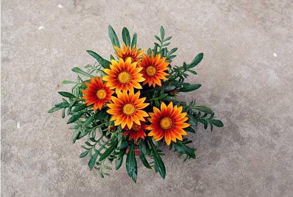 勛章花怎么種 勛章花種植方法與注意事項(xiàng)