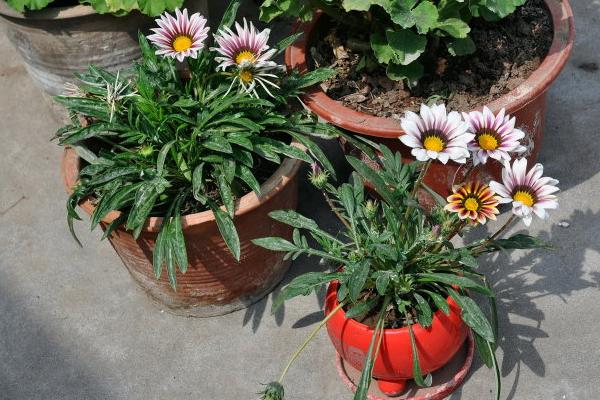 勛章花怎么種 勛章花種植方法與注意事項(xiàng)