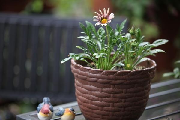 勛章花怎么種 勛章花種植方法與注意事項(xiàng)