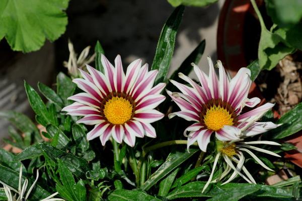 勛章花怎么種 勛章花種植方法與注意事項(xiàng)