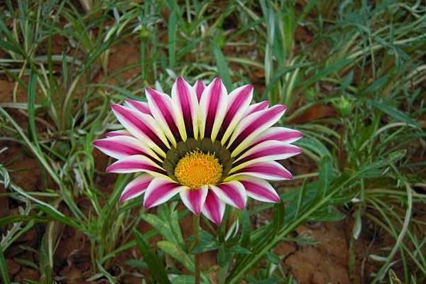 勛章花怎么種 勛章花種植方法與注意事項(xiàng)