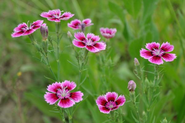 五彩石竹怎么種