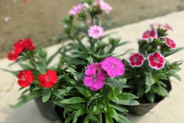 五彩石竹怎么種