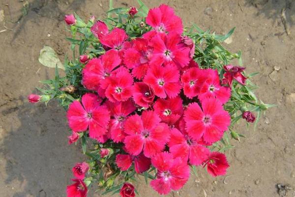 五彩石竹怎么種