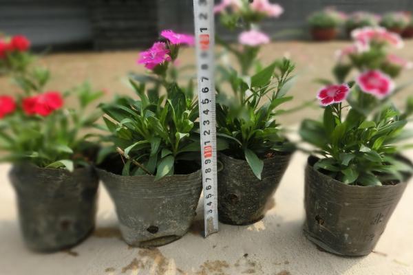 五彩石竹怎么種