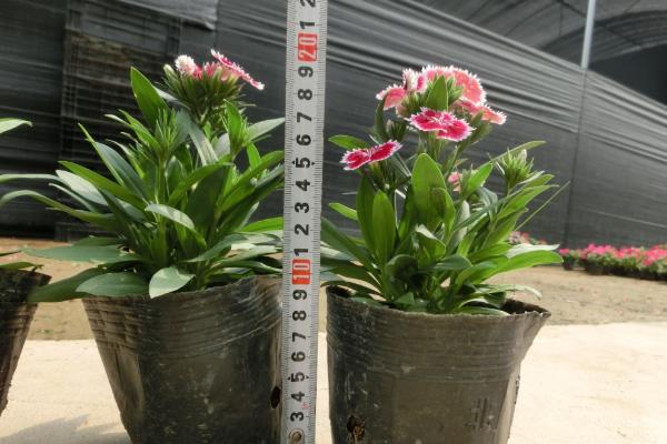 五彩石竹怎么種