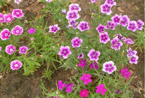 五彩石竹怎么種
