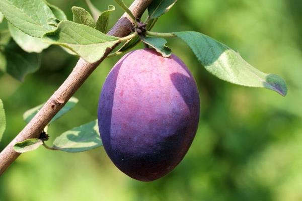 西梅怎么吃 西梅產地在哪里