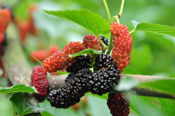 桑葚市場價格多少錢一斤 如何挑選優質的桑葚